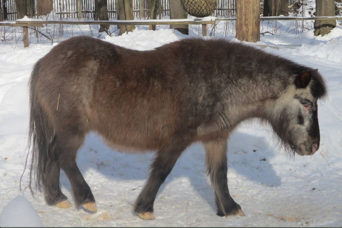Zittau SN – Pony im Tierpark tödlich misshandelt – Polizei sucht Zeugen