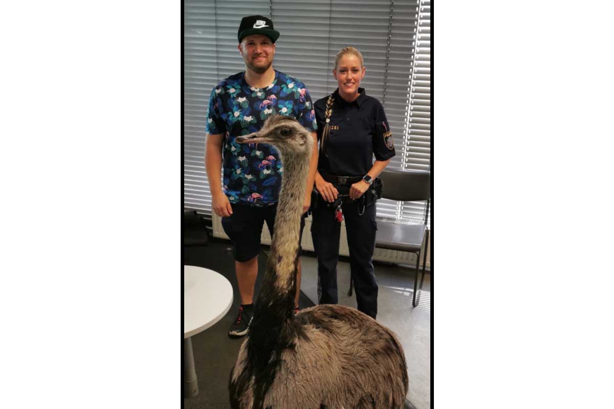 Wien - Einfach nur ein Vogel der mit Besitzer spazieren geht?