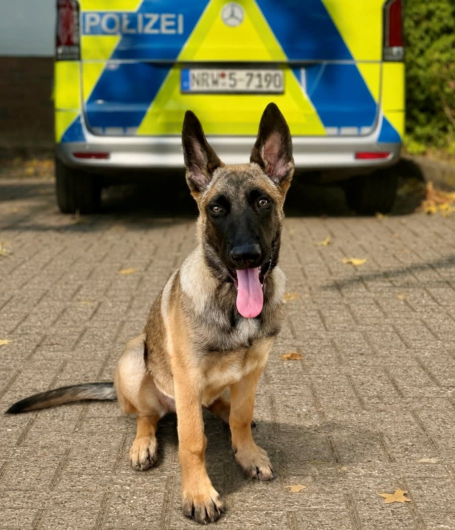 Euskirchen – Junge Diensthündin "Zelda" verstärkt Polizei-Team