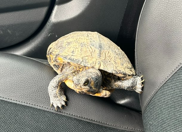 Kirn – Polizei sucht Besitzer einer Wasserschildkröte