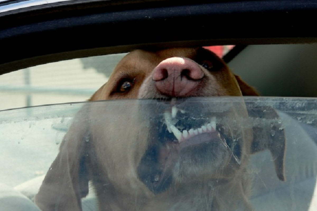 Buochs NW - Hund aus überhitztem Auto befreit doch leider zu spät
