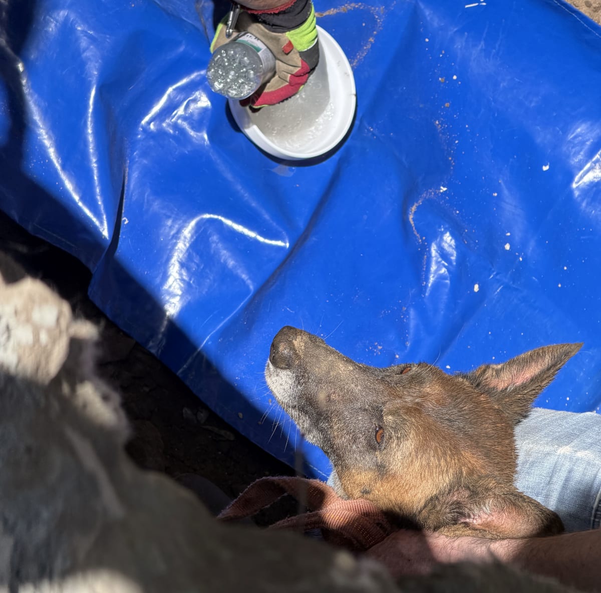 Dresden – Hündin "Mara" bei aufwändiger Tierrettung gerettet