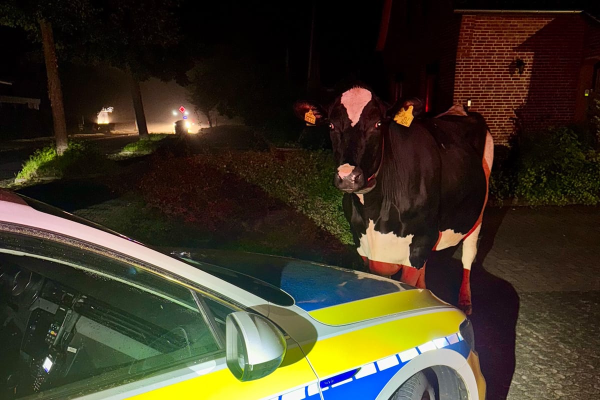 Hammah NI – Polizei sichert entlaufene Kuh