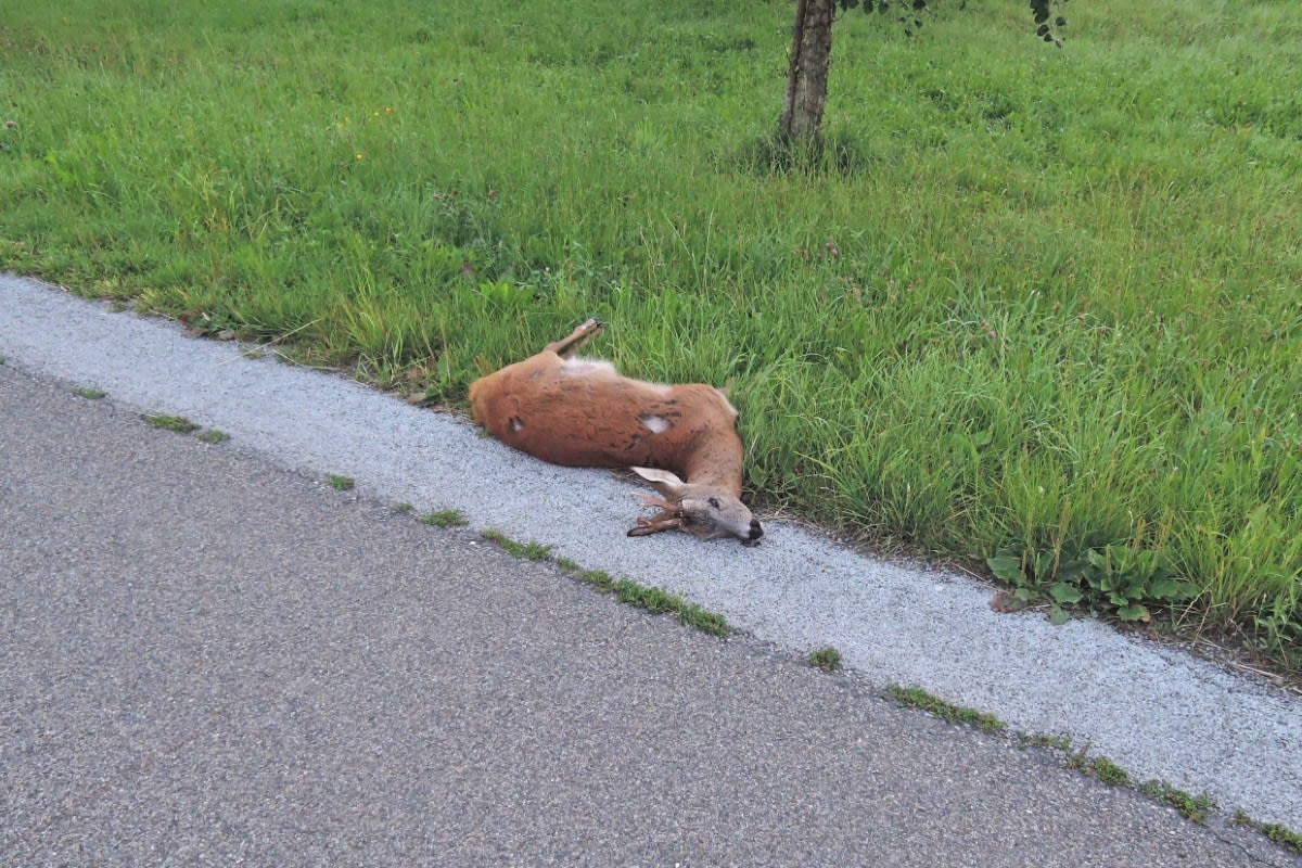 Vorsicht: Tiere auf der Strasse - Richtiges Verhalten