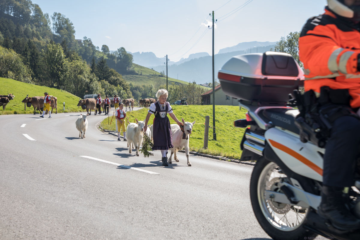 Grossviehschau in Appenzell sorgt für Verkehrsbehinderungen