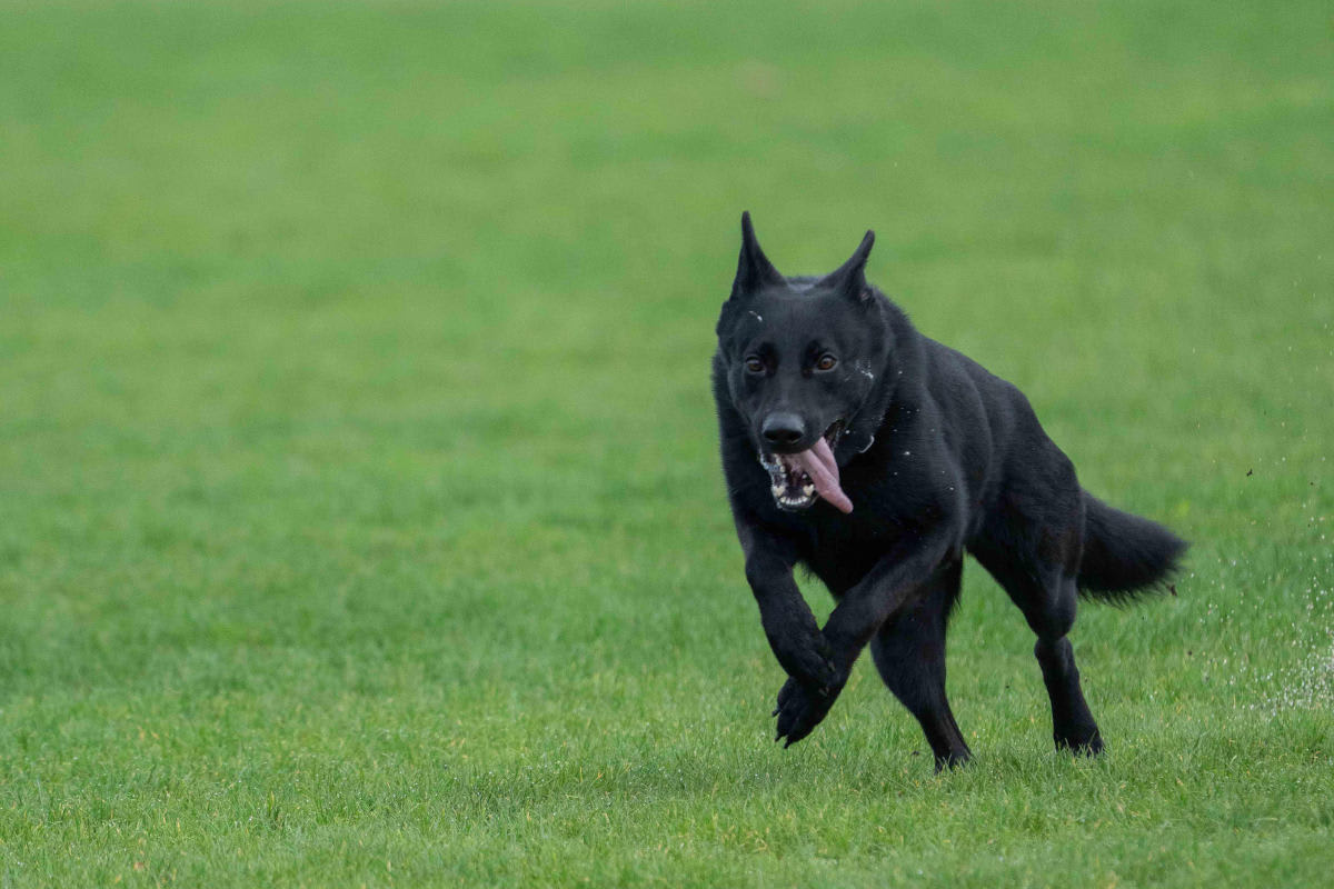 Risch-Rotkreuz ZG – Hund Paya gewinnt Zuger Polizeihundeprüfung 2024