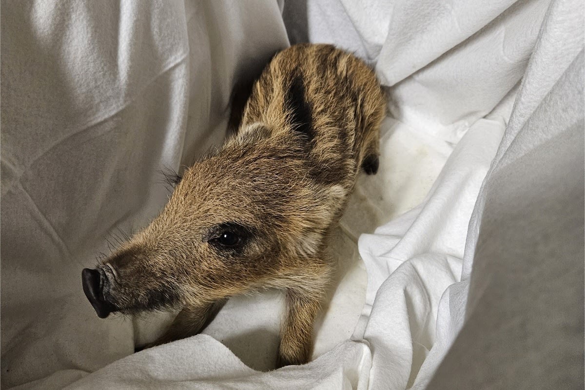 Saarlouis - Polizei rettet kleines Wildschwein
