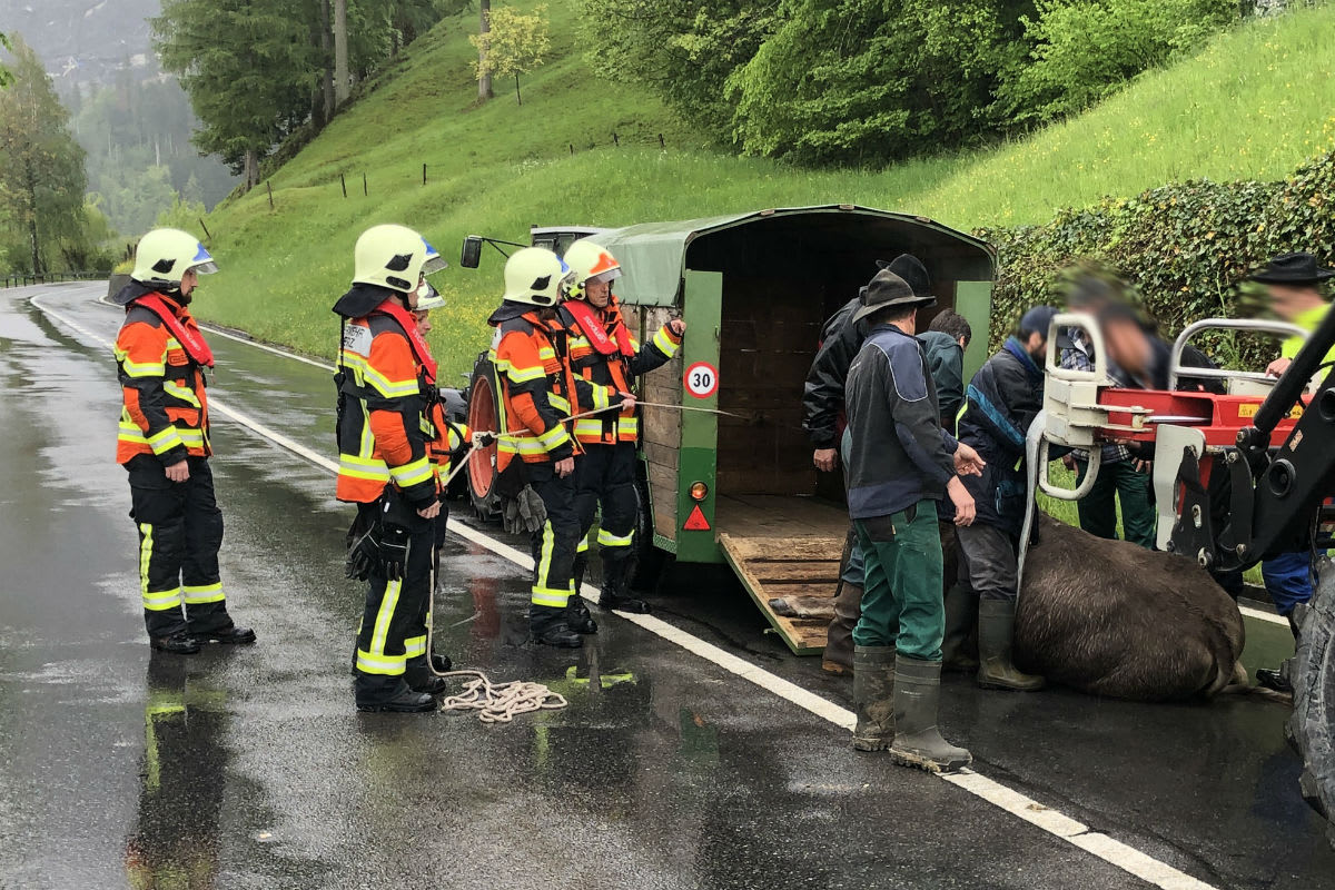Lauerz SZ - Rind brennt durch und verletzt Mann