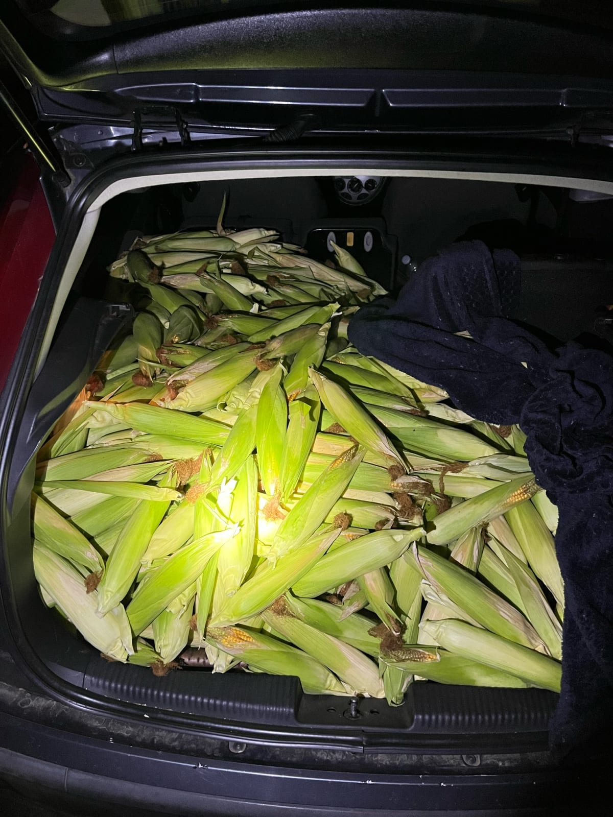 Essen – Trio stiehlt 300 Kilo unreifen Futtermais von Feld