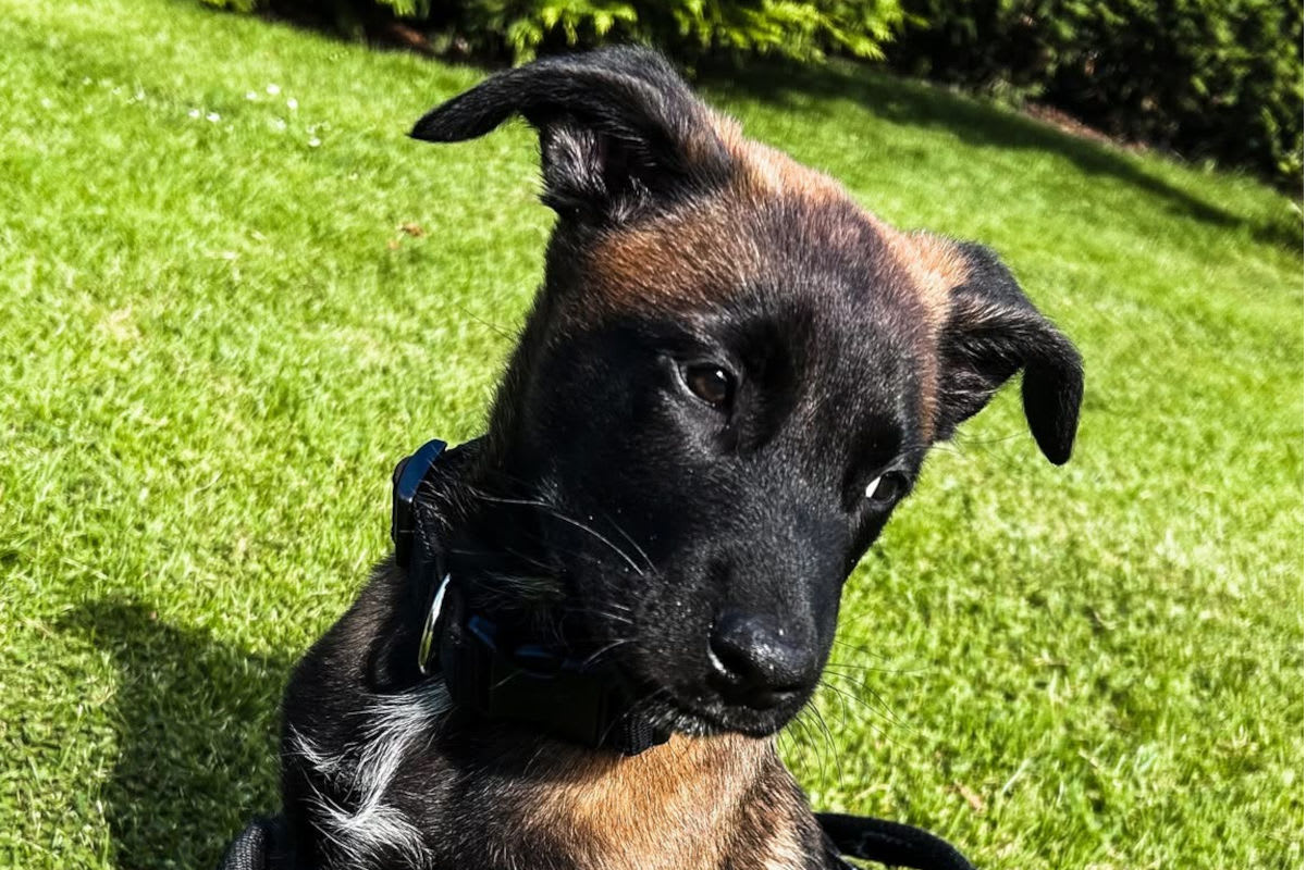 Polizeihund in Ausbildung – Nachwuchshund Hugo verstärkt das Team in Tirol
