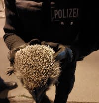 Hannover – Lebender Igel und Messer bei Schwarzfahrer entdeckt