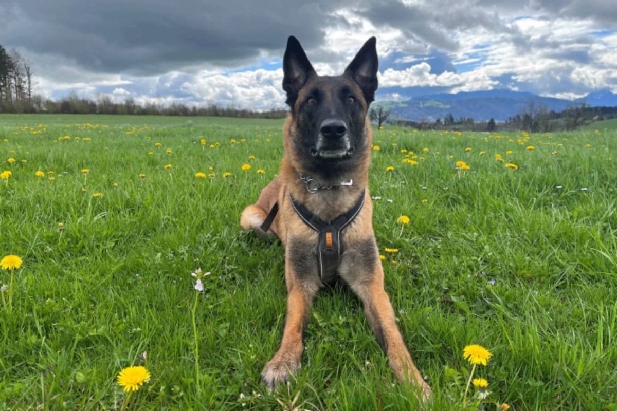 Zug - Polizeihund Chevy hilft einen Einbrecher zu verhaften 