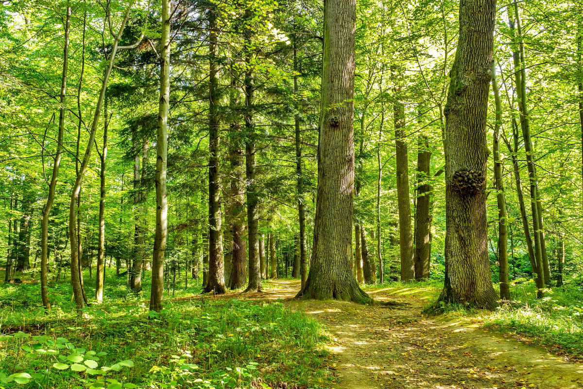 Schaffhausen – Unwetterschäden machen Wälder gefährlich