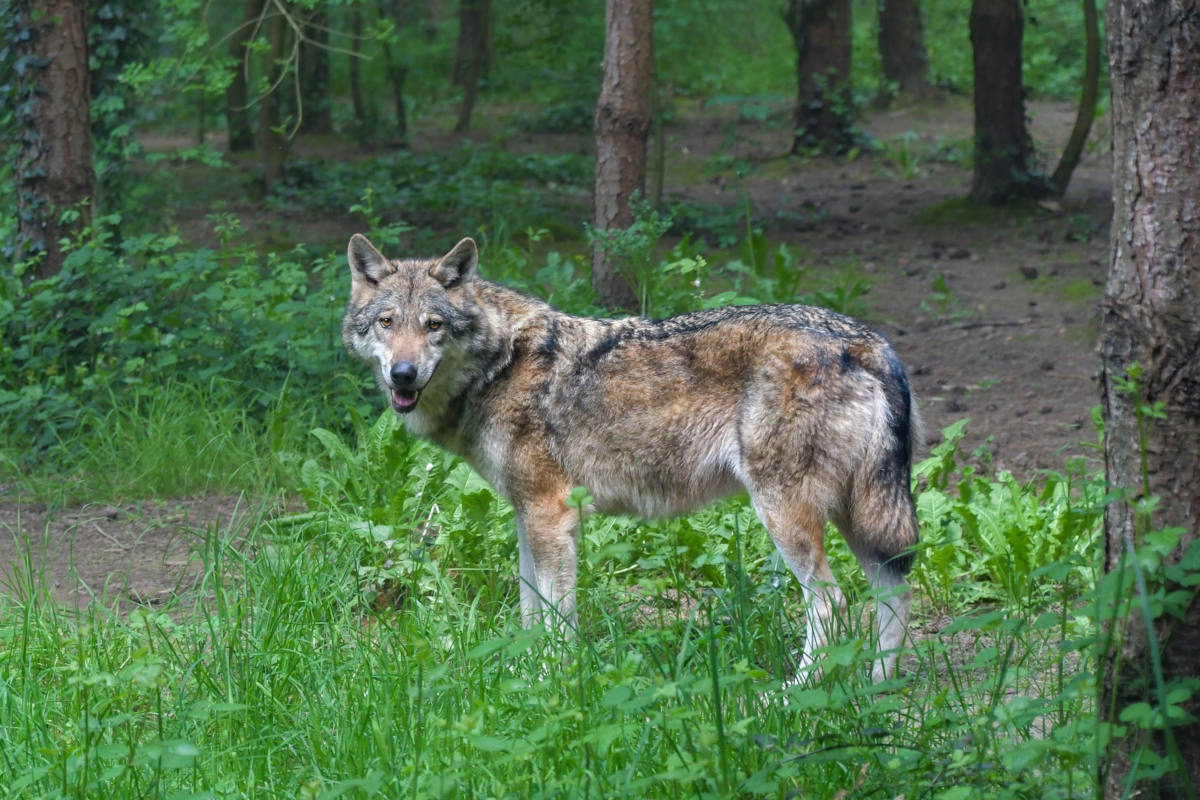 Kanton Wallis – BAFU bewilligt Abschüsse bei zwei Wolfsrudeln
