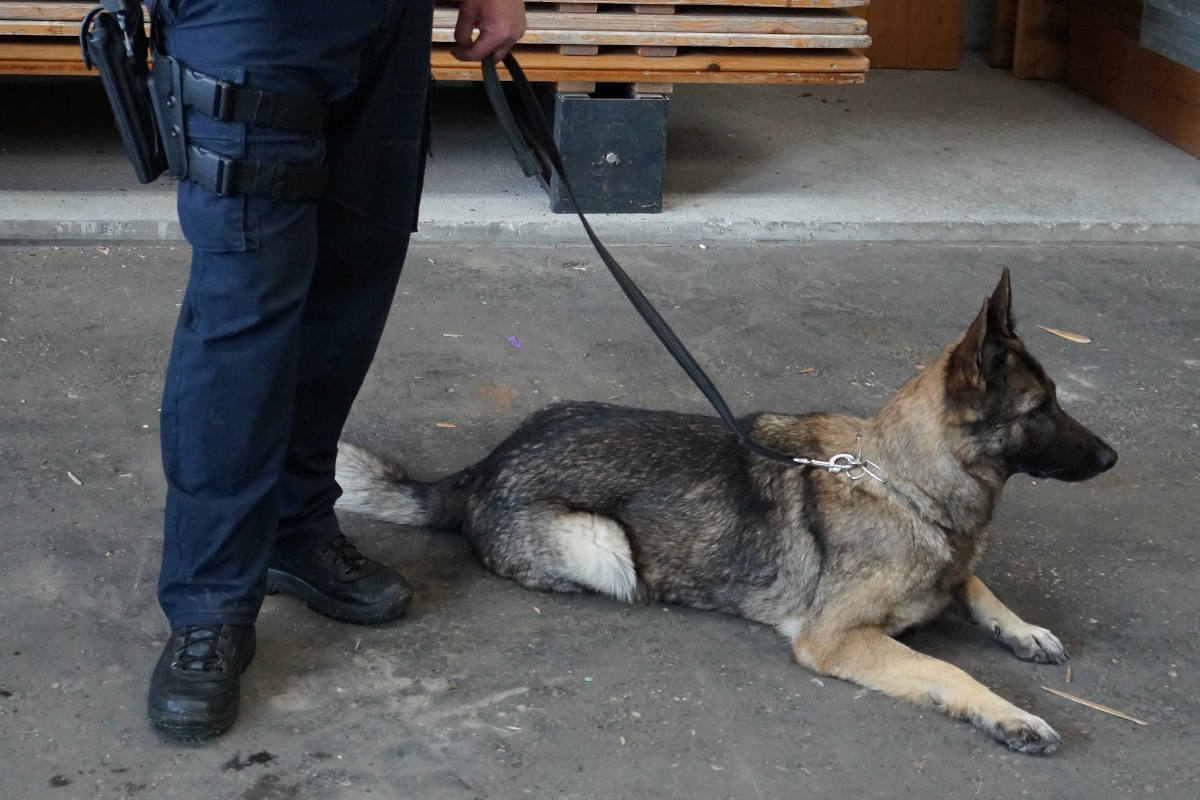 Trogen AR: Polizeihund findet vermisste Person