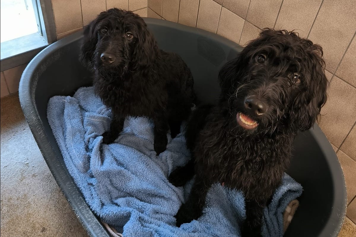 Medelby – Zwei tote und fünf verwahrloste Hunde gefunden