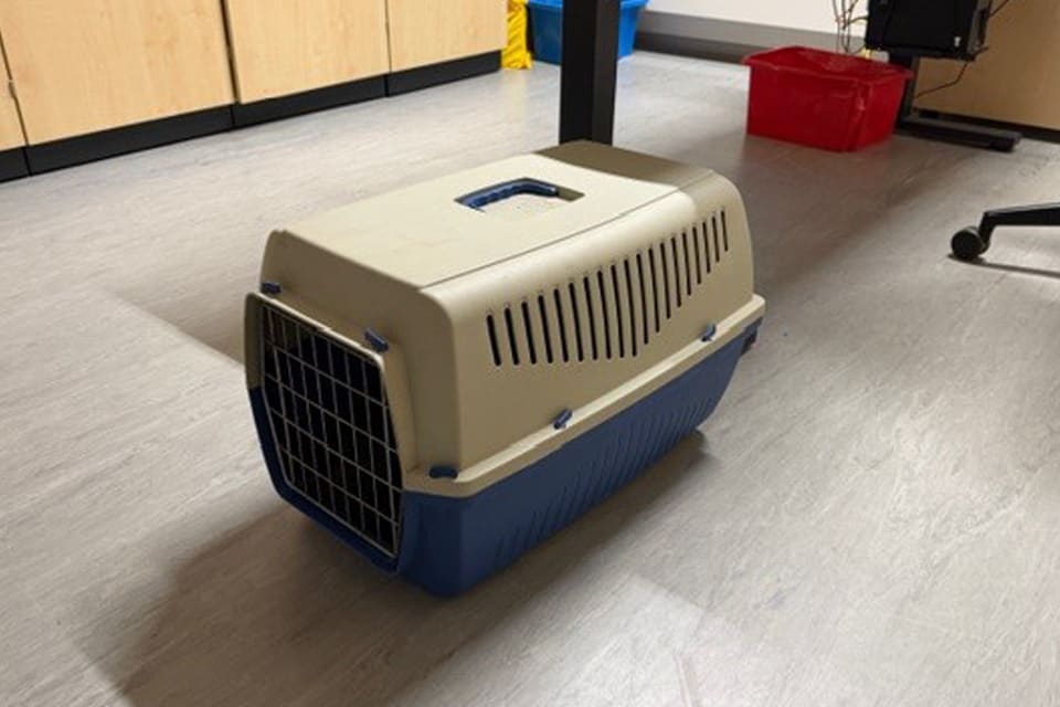 Herxheim – Drei Katzen in Transportbox an K44 ausgesetzt