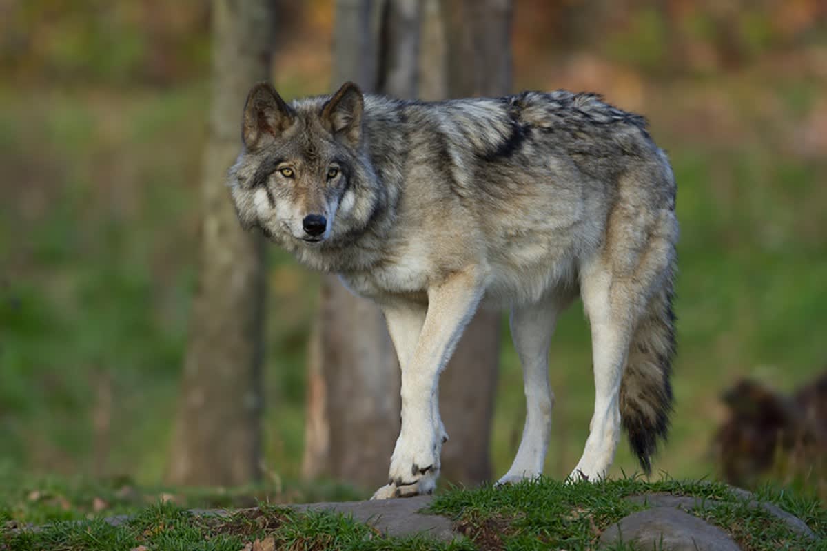 Kanton Glarus – BAFU genehmigt Wolfsabschüsse