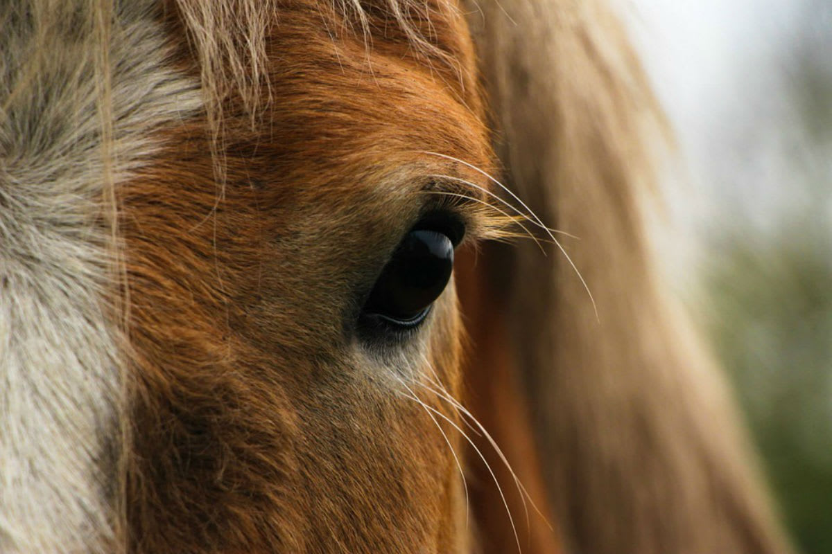 Tierschutzfall Ramiswil SO – 32 Tiere erfolgreich versteigert