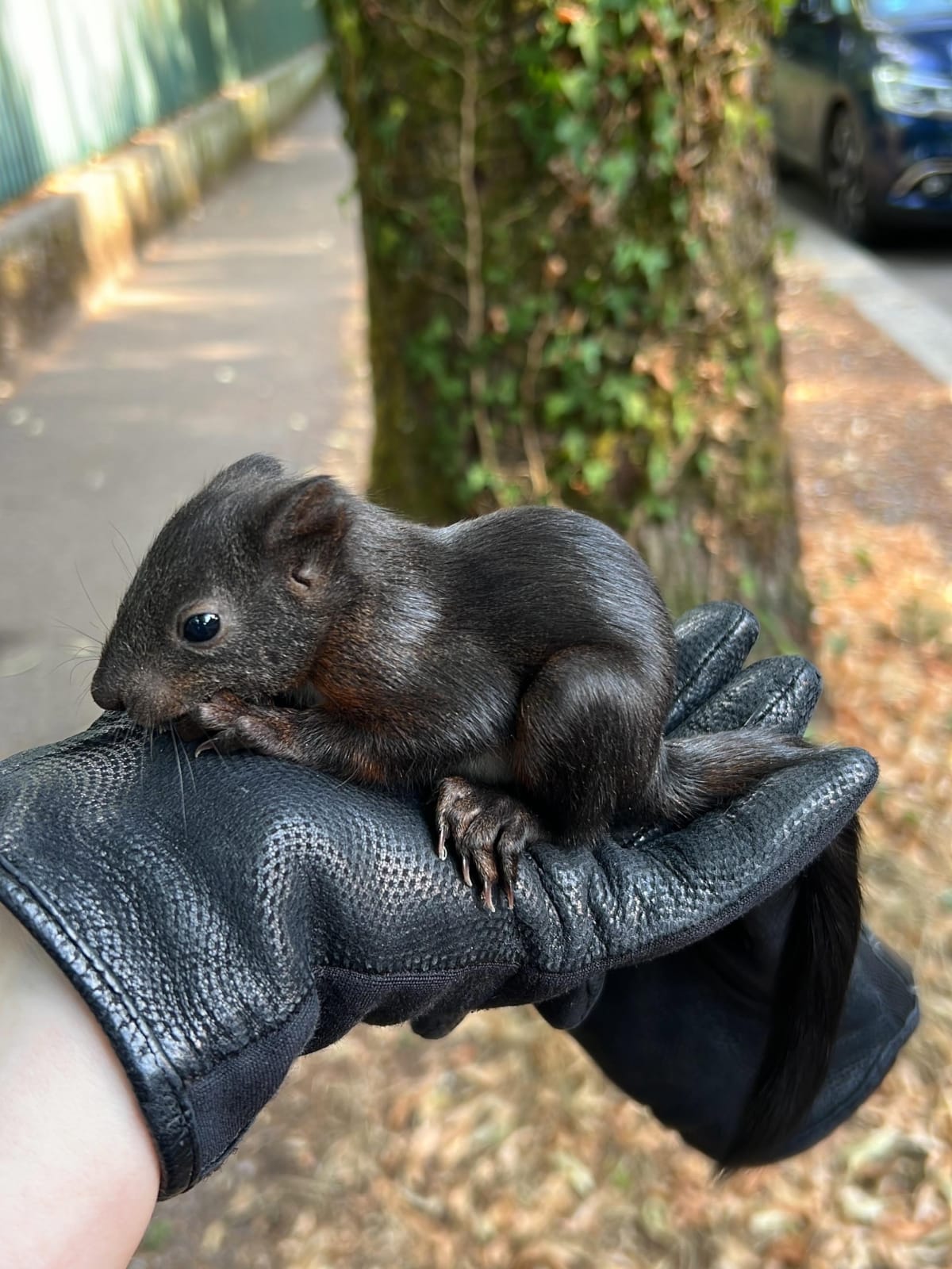 Winterthur ZH – Polizei rettet verletztes Eichhörnchen-Baby