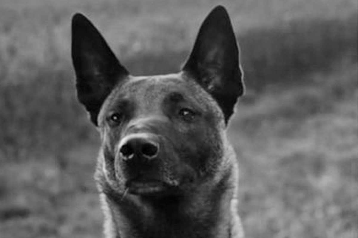 Freiberg – Vermisster Polizeihund Bruce tot aufgefunden