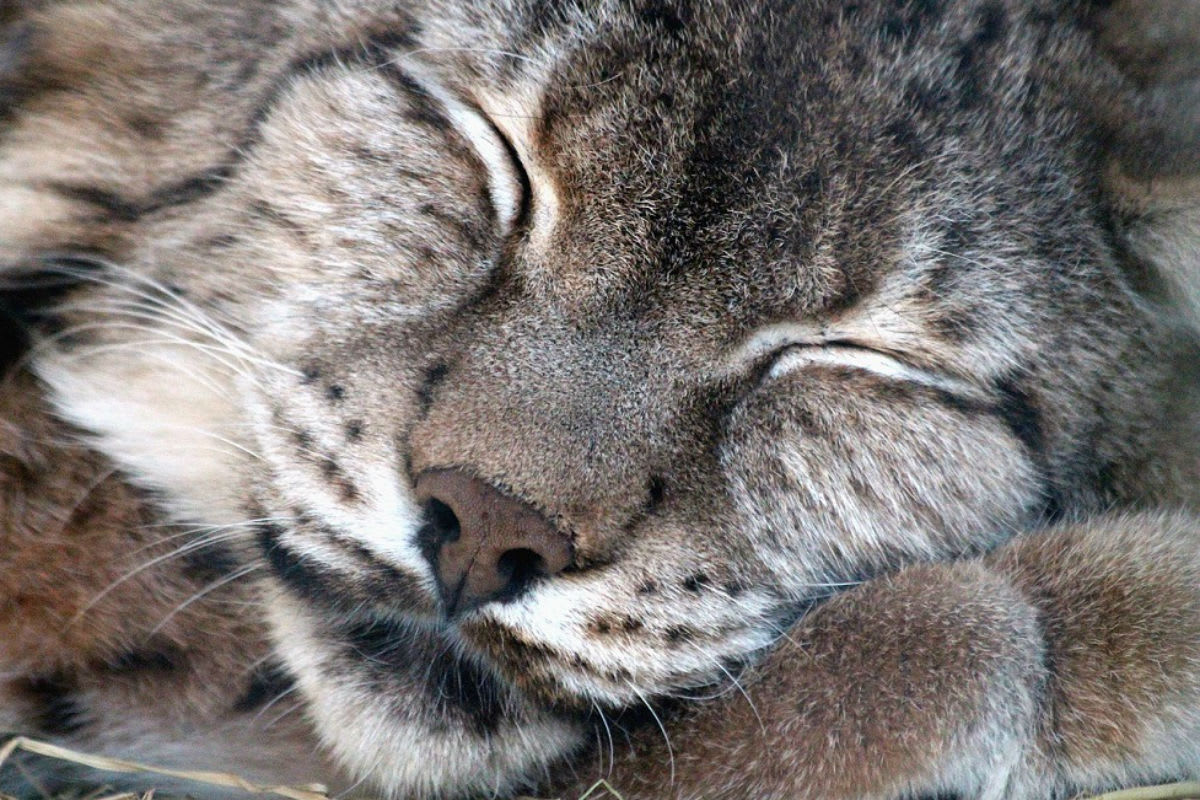Vorderthal SZ - Luchs illegal abgeschossen