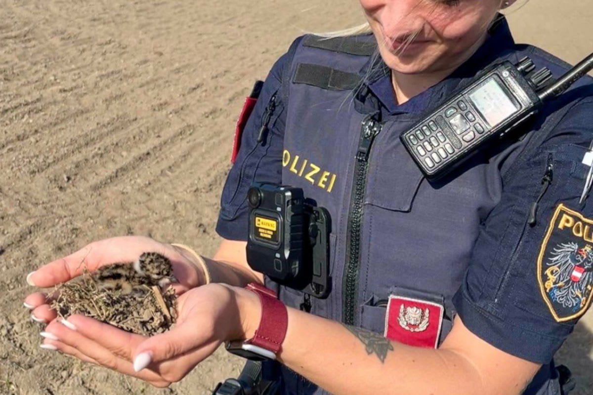 Deutsch-Wagram – Kiebitz-Küken auf Bundesstraße gerettet