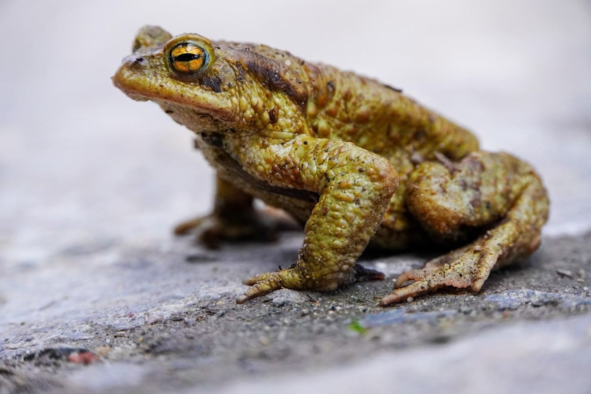 Kanton Zug – Tausende Amphibien überqueren die Strassen
