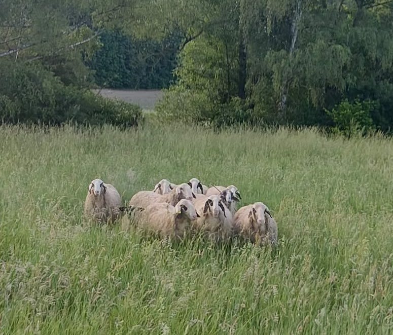 Rockenhausen – Schafe auf Bahngleisen sorgen für Zugstopp