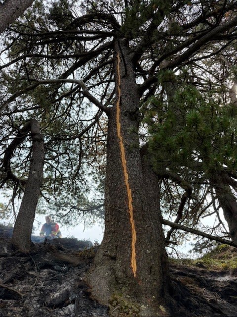 Unteriberg SZ – Waldbrand nach Blitzeinschlag