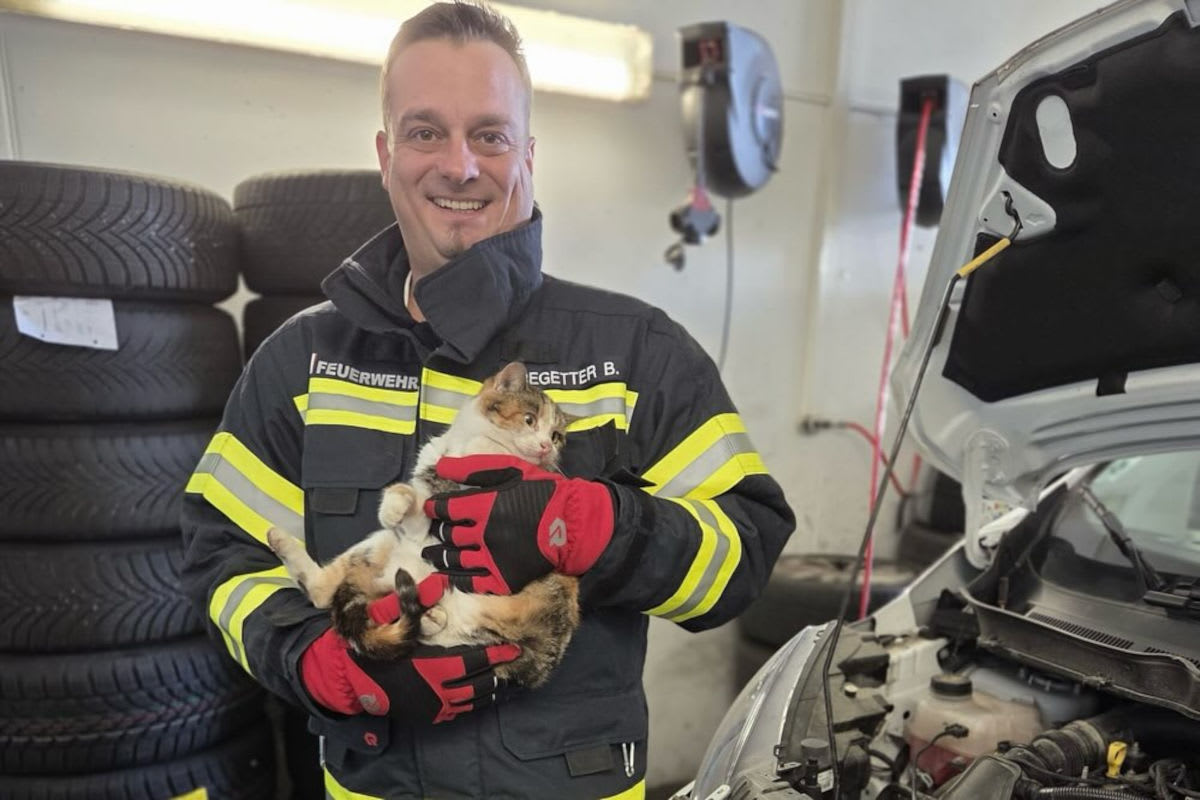 Andorf OÖ – Katze fährt unbemerkt im Auto mit