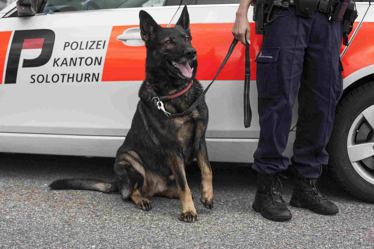Solothurn – Einbrecherduo dank Polizeihund gestellt