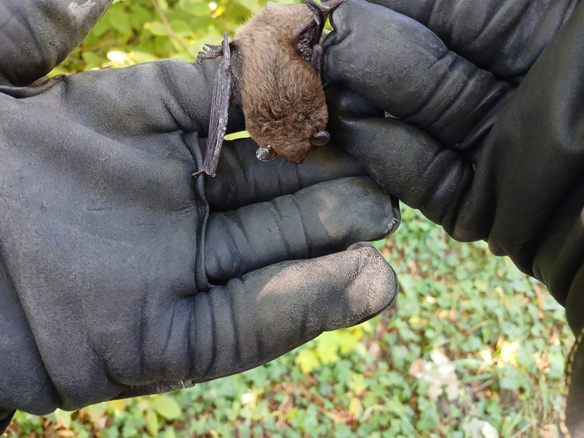 Überlingen – Fledermaus verirrt sich in Notaufnahme
