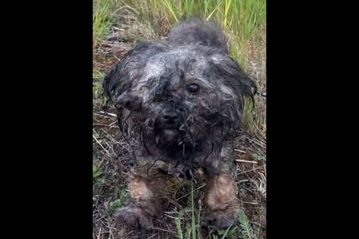 Thaleischweiler-Fröschen – Hund ausgesetzt und verwahrlost