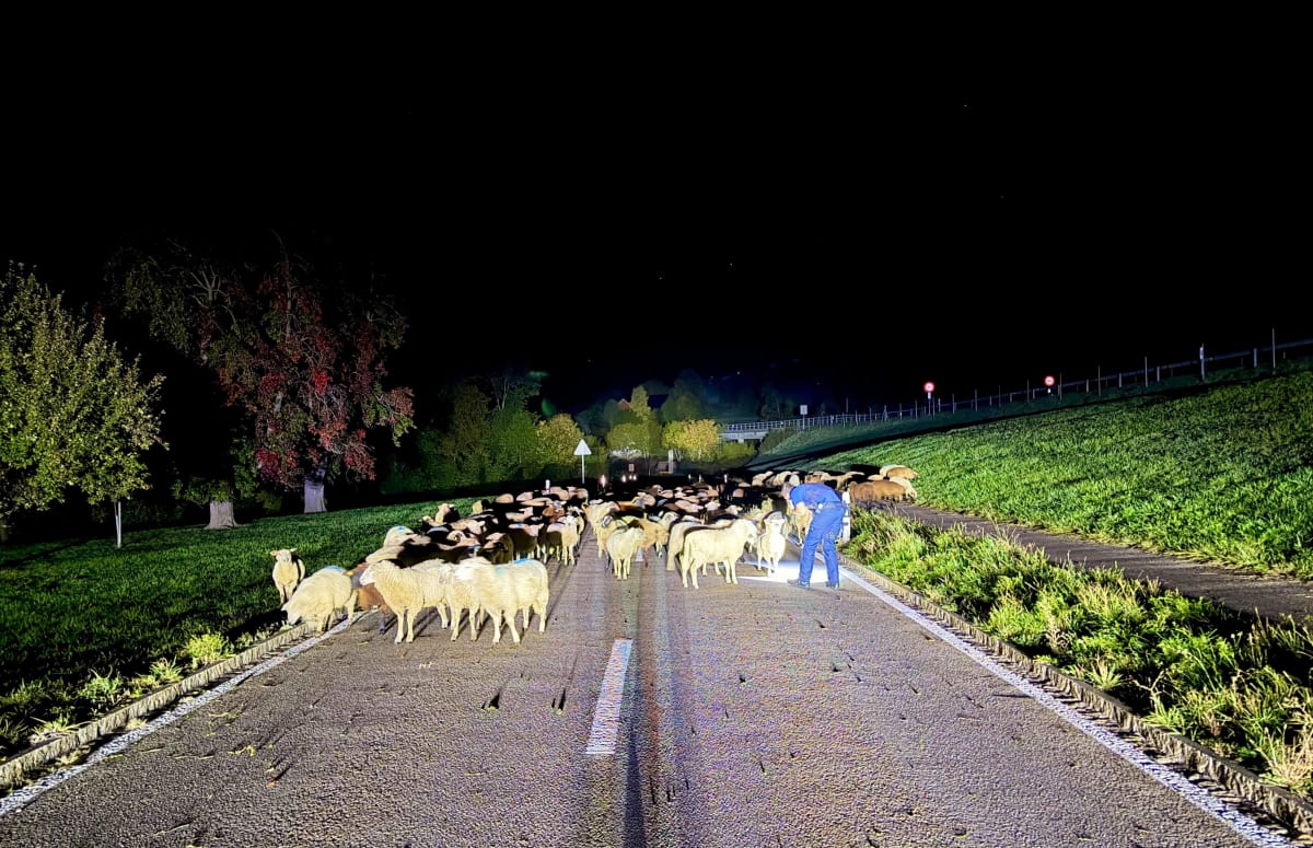 Niederteufen AR – 120 Schafe legen Verkehr lahm