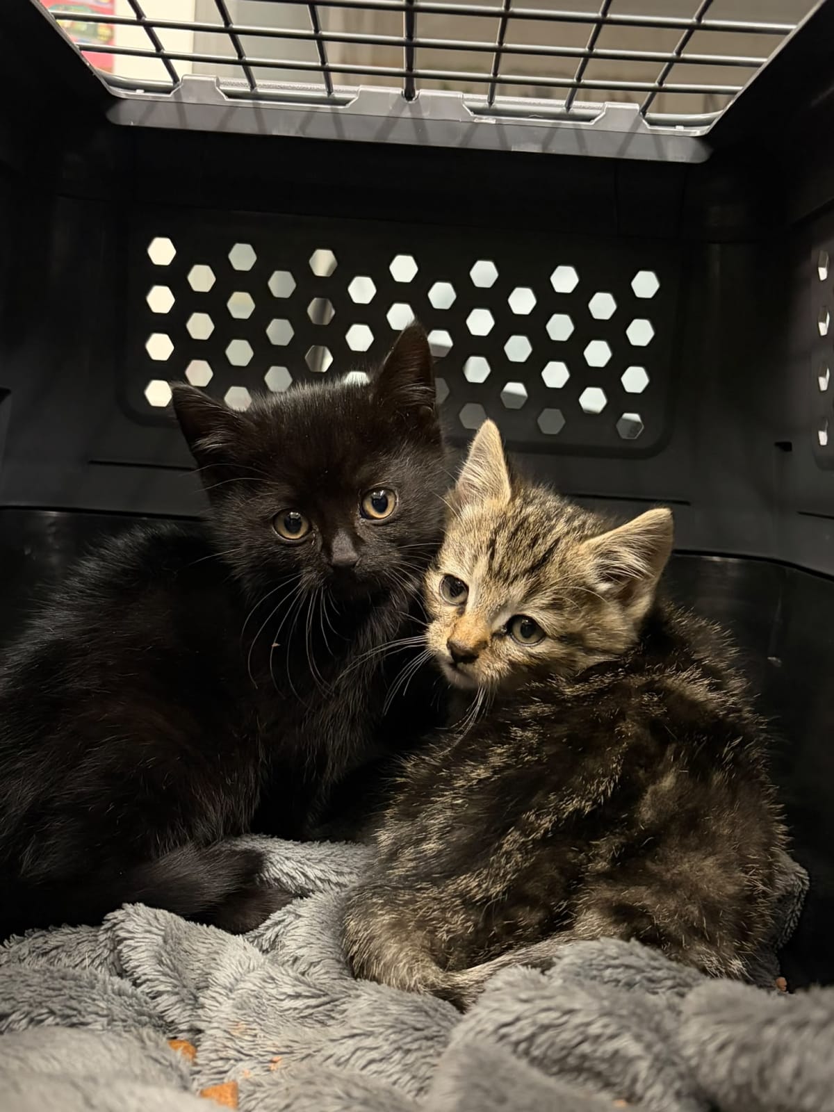 Weinsheim/Sponheim – Zwei Katzenbabys unter B41 gefunden