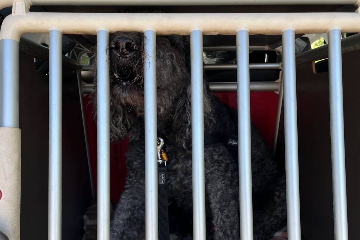Ermittlungen gegen Hundehalterin aus Essen NW – Polizei rettet Hund aus überhitztem Auto