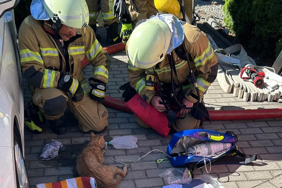Velden – Katzen lösen Wohnungsbrand mit 100.000 EUR Schaden aus