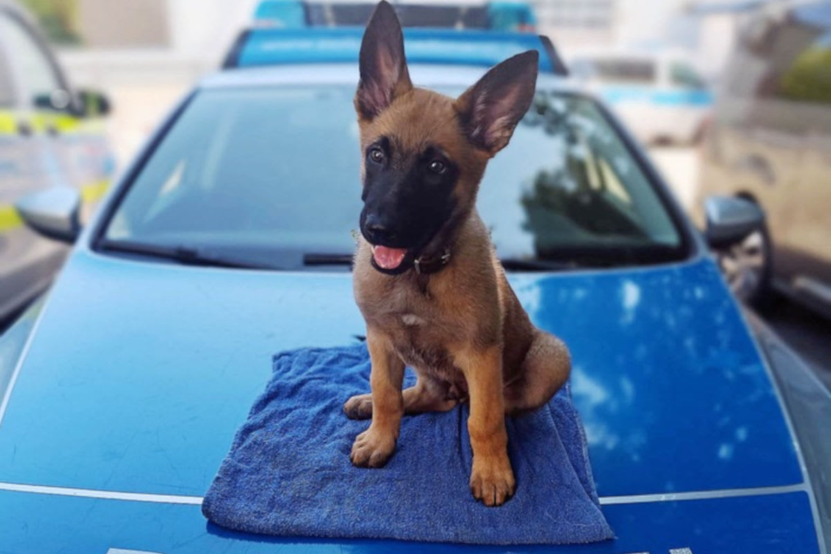 Mettmann – Welpe Sid startet Ausbildung zum Polizeihund