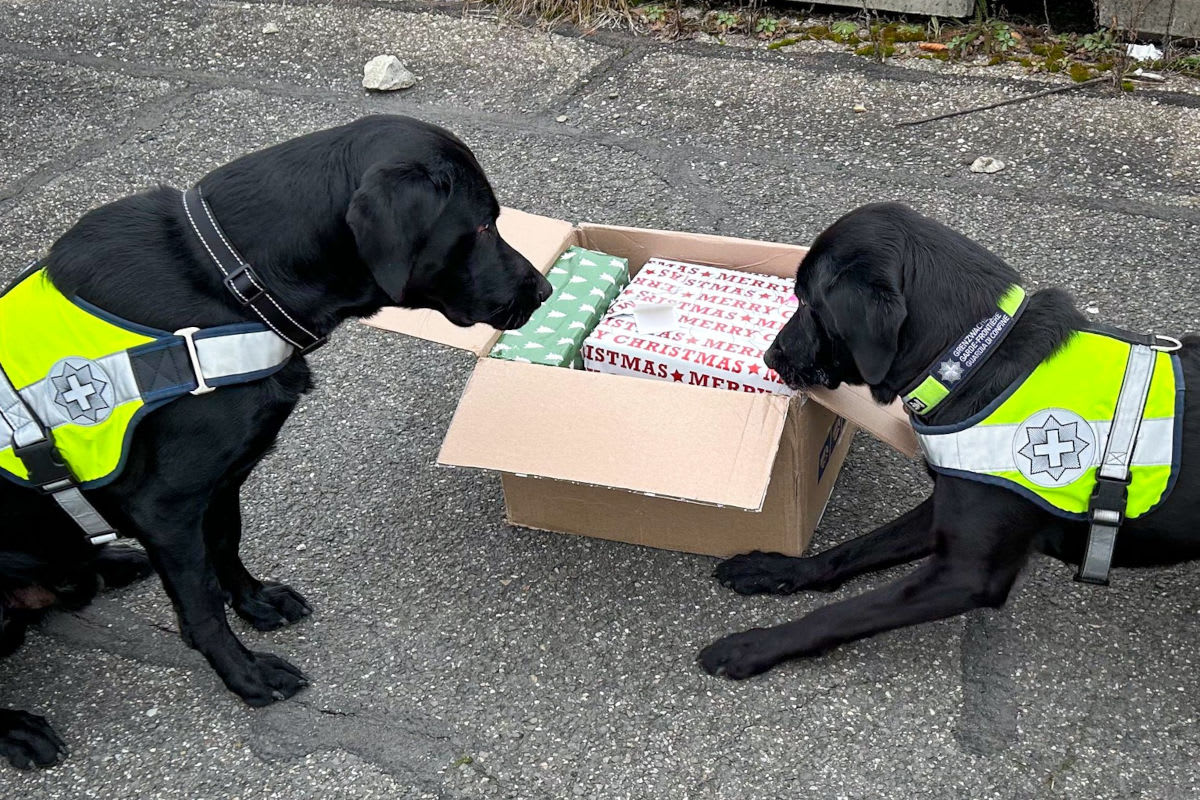 Zürich – Diensthunde entdecken Marihuana in Geschenkpaket