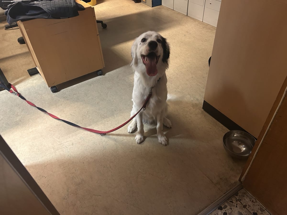 Hund in Bodenheim zugelaufen –  Besitzer gesucht