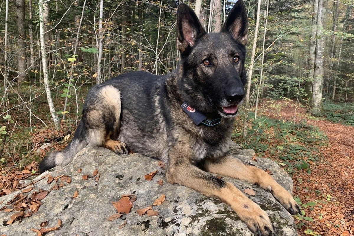 Sarnen OW - Polizeihund hilft drei Einbrecher festzunehmen