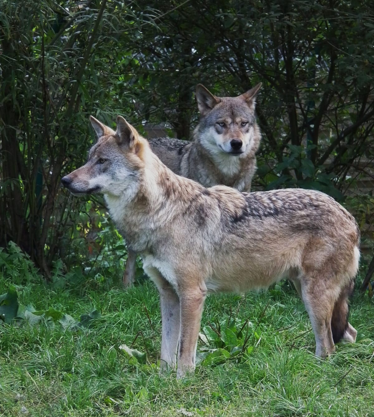 Baruth/Mark – Kind (8) von Wolf in Tierpark schwer verletzt
