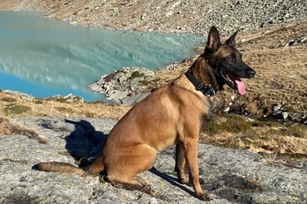 Sembrancher VS – Polizeihund Rocky spürt Lenker nach Verkehrsunfall auf