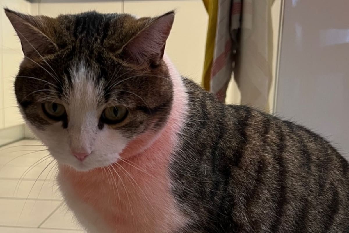 Beringen SH – Kater mit roter Farbe besprüht