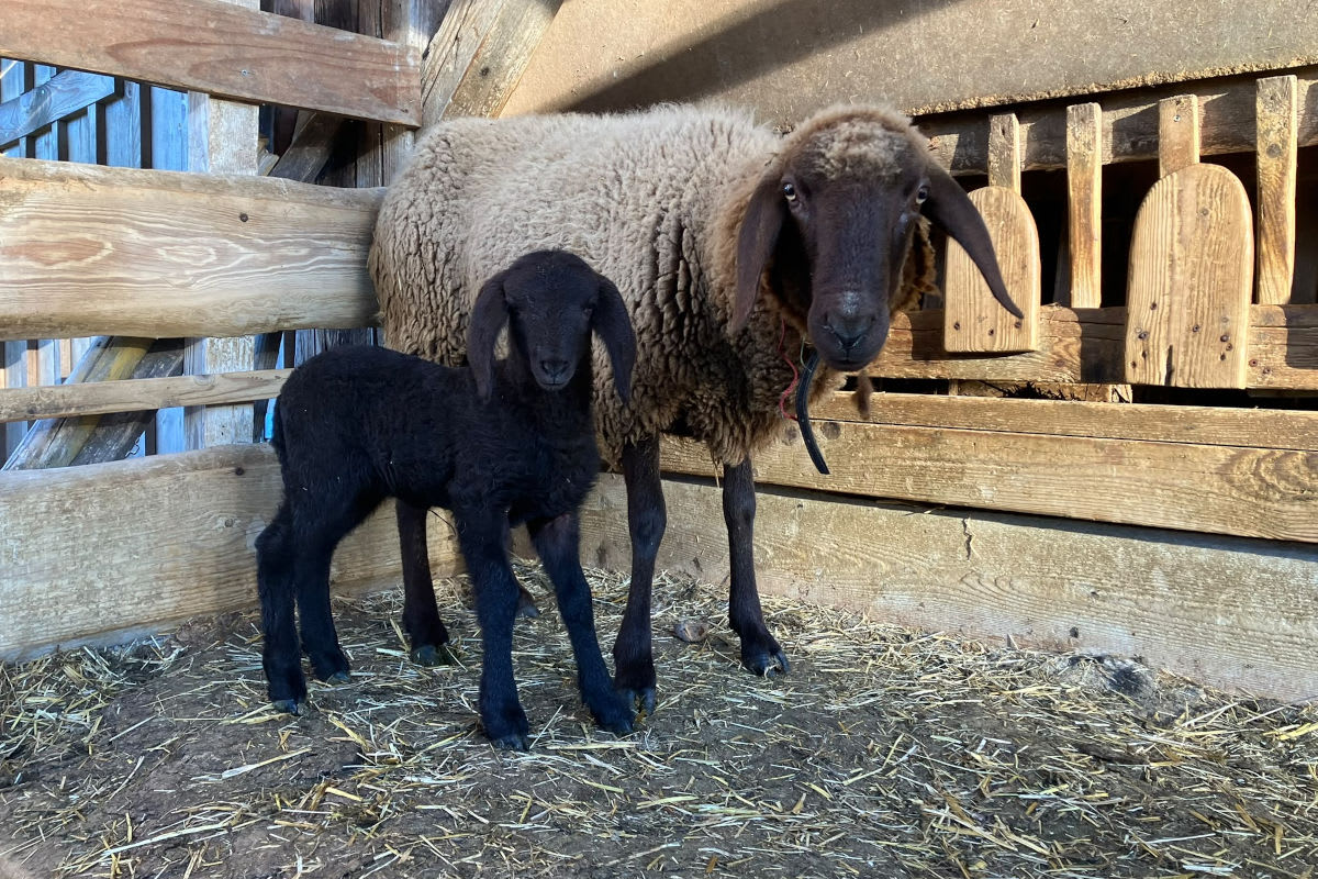St.Gallen – Vermisstes Schaf mit Lamm aufgefunden