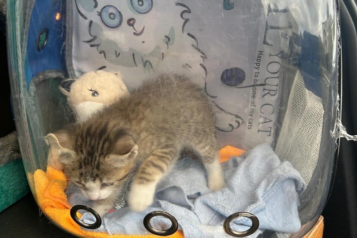 Neuenburg – Zoll stoppt illegale Einfuhr von Alkohol, Fleischwaren – und einer Katze
