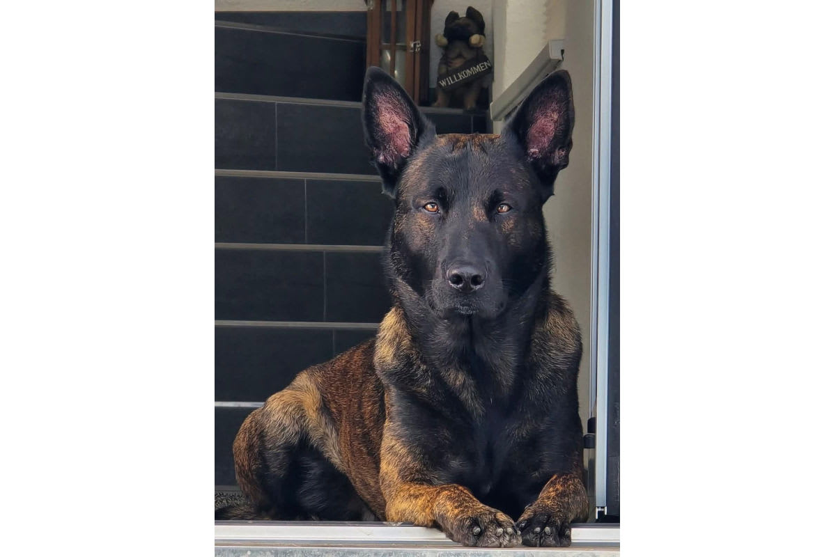 Kitzbühel – Polizeihund Ron findet vermissten Heimbewohner