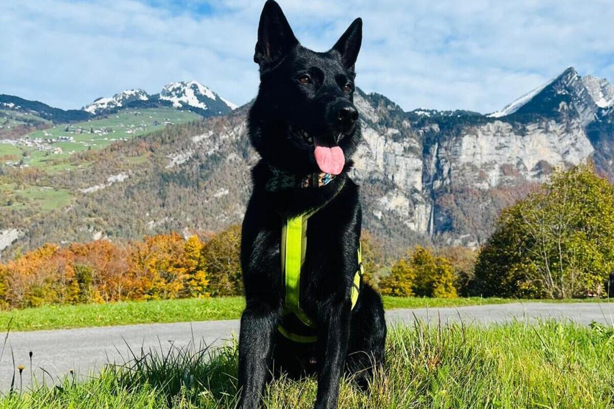 Zürich – Diensthund «Gin» stellt flüchtigen Autolenker