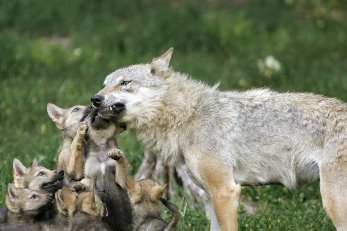  Weisstannental SG – Wolfsrudel mit Nachwuchs entdeckt